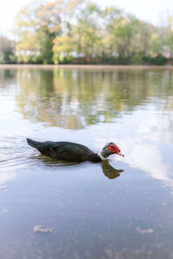 Duck swims on Lake Clara Meer at Piedmont Park in Atlanta, Georgia