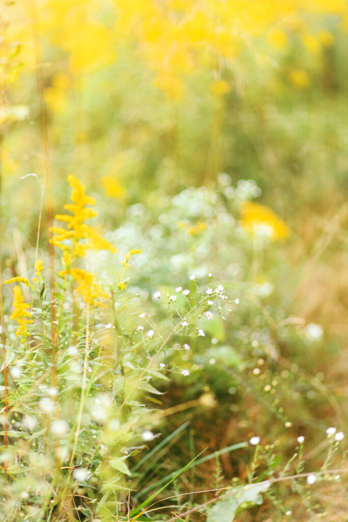 A field of yellow flowers goldenrods during maternity photoshoot in Cobb County, Georgia