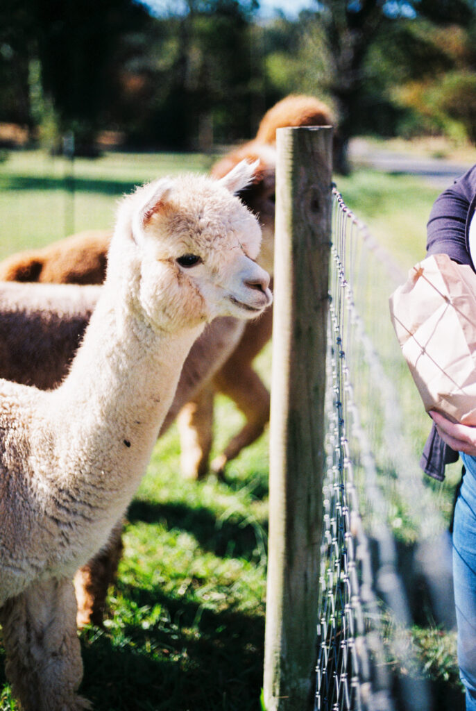 Alpaca patiently waits to be fed treat on a Dolly Parton themed bachelorette party in Chattanooga, Tennessee