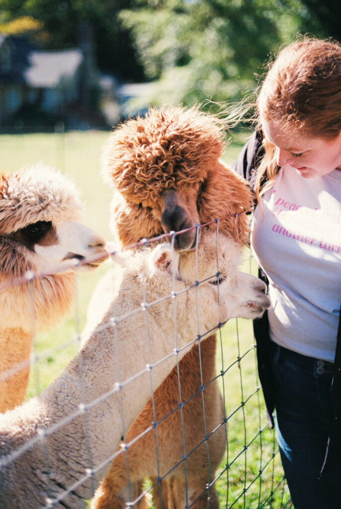 Three aplacas line up for pets and treats at Rosie Mae Alpaca farm on a Dolly Parton themed bachelorette party in Chattanooga, Tennessee