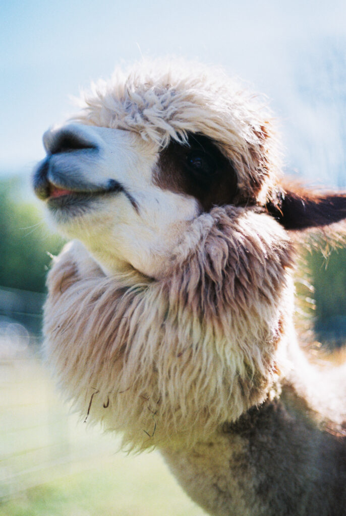 Rosie Mae's Alpaca Farm