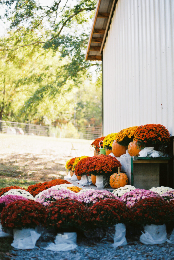 Beautiful fall colored mums on display at Rosie Mae's Alpaca Farm in Chattanooga, Tennessee